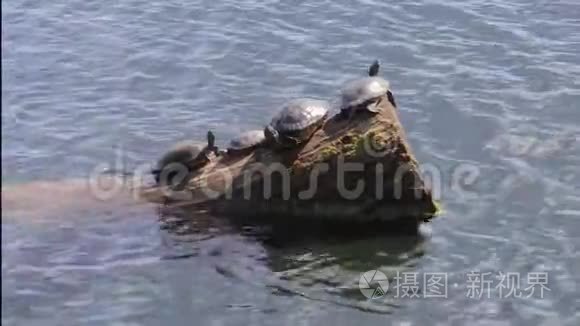 海龟群在原木上晒太阳视频