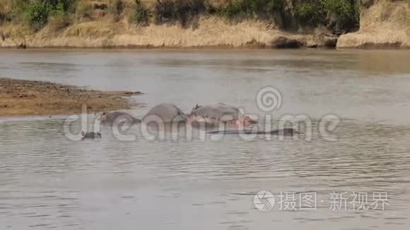 河马在非洲马拉河的棕色水中凉快休息