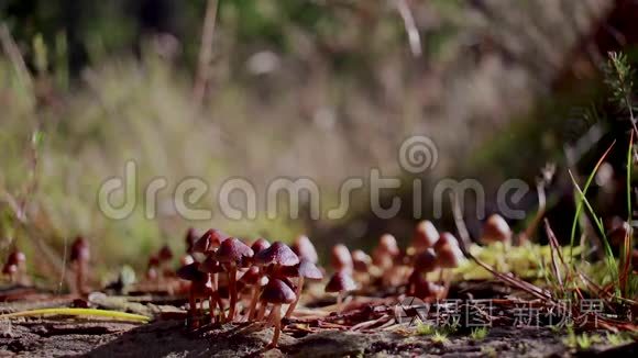 蟾蜍，蘑菇，真菌生长在松枝上，小蜘蛛在10月在松林中走过它们。