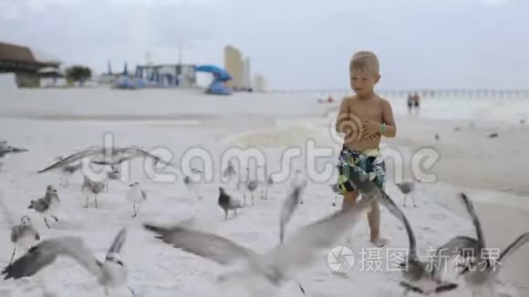 在晴朗的天气里，小男孩在美丽的海滩上和鸟鸥玩耍