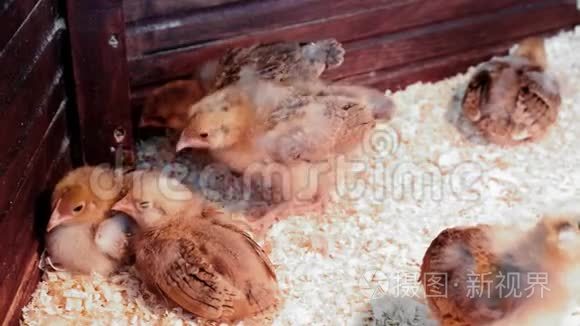 农业家禽养殖场的婴儿鸡。 联系动物园
