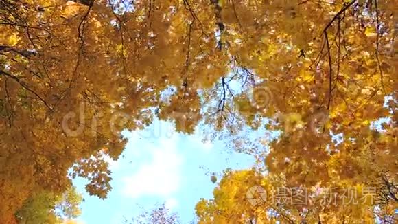 秋天的景象。 秋天公园里落着五颜六色的枫叶，黄树