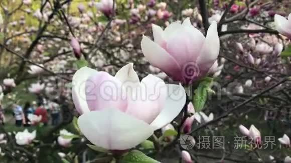 花园里的白玉兰树