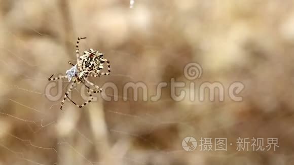 大叶雌蜘蛛固定猎物视频