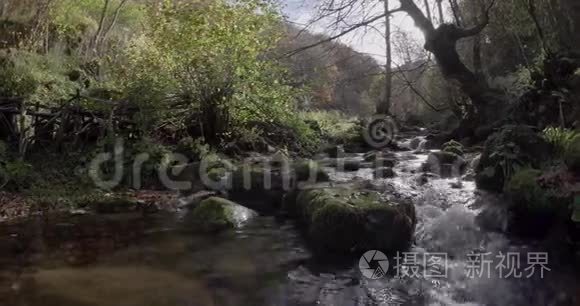 小河流在树木之间的横向移动视频