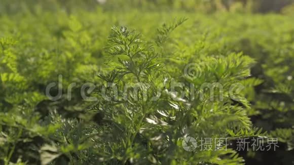 生长在家庭花园里的胡萝卜