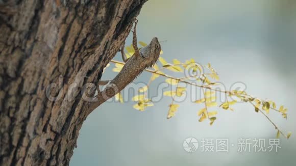 蜥蜴蛋视频素材模板大全 新视界蜥蜴蛋实拍视频素材库