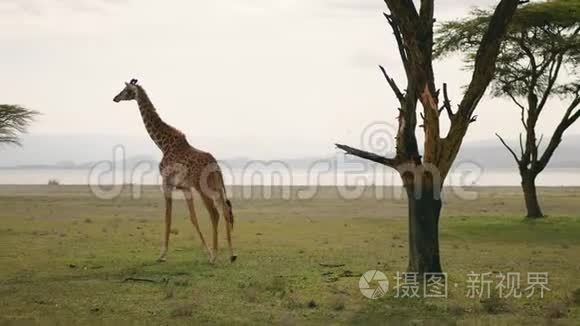 非洲长颈鹿走在草原上，靠近相思树和湖