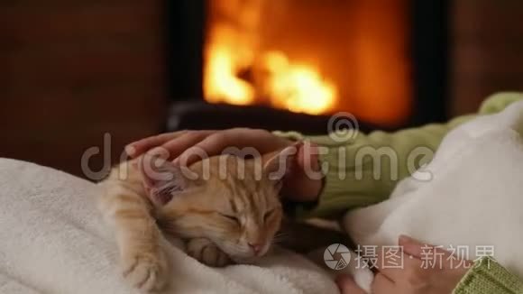 女人的手宠物可爱的橙色小猫睡在她的膝盖上