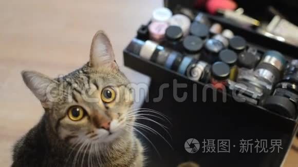 猫和化妆品视频