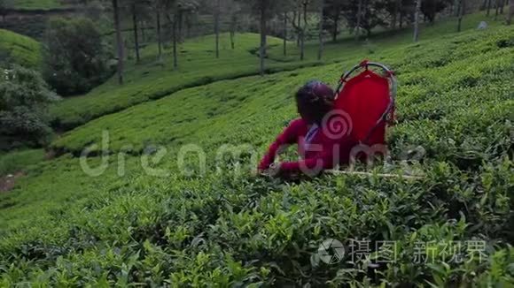 女人在种植园采茶