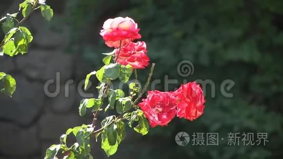 花园里生长着一束红玫瑰。 红玫瑰在夏天的花园里盛开。