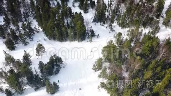 人们在冬季森林的雪坡上滑雪，鸟瞰。 录像。 冬季假期最高视野