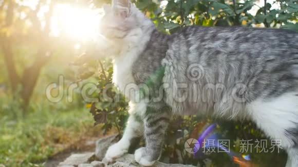 可爱的白灰色小猫在大自然中咀嚼一片草叶，猫在户外散步，有趣的动物
