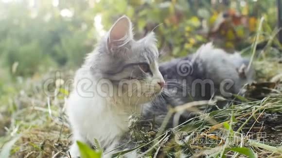 可爱的白灰色小猫在大自然中咀嚼一片草叶，猫在户外散步，有趣的动物