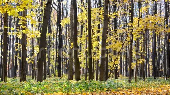 秋天的景象。 秋天公园里落着五颜六色的枫叶，黄树。