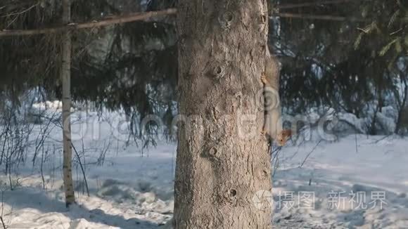 松鼠在冬天在树上嬉戏视频