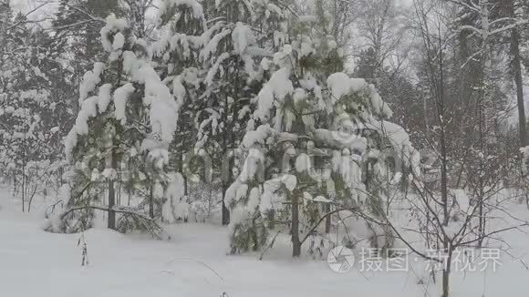 深林中的冬日视频