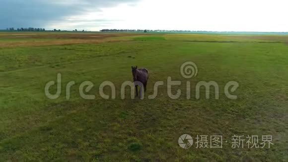 棕色的马站在田野里，多云的天空，滑块射击