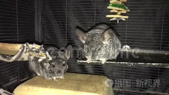 雌雄宠物chinchillas.