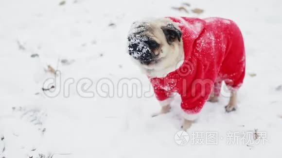 滑稽的狗嘴上有雪在镜头里看。 穿着圣诞老人套装的小狗的特写肖像。 圣诞节或