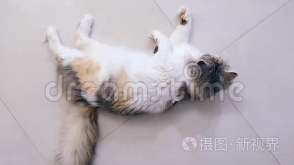 美丽的白色和灰色的金色猫在地板上玩耍