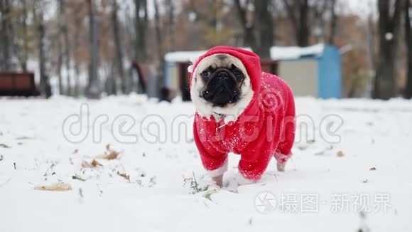 穿着圣诞老人套装的可爱的小狗站在冬天公园的雪地里。 圣诞快乐，新年快乐