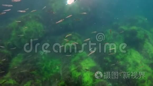 一群鱼跟着一个水中的蒙面人视频
