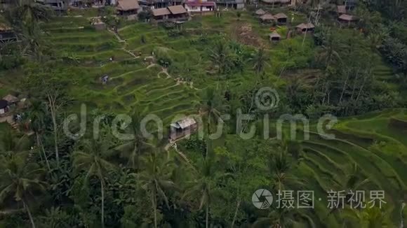 空中无人机观巴厘岛景观与梯田稻田。