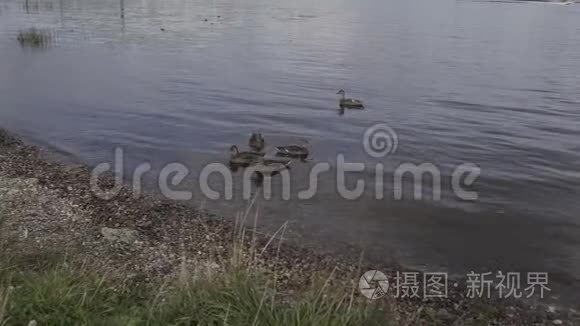 一群鸭子在池塘的灌丛中游泳. 野生鸟类在它们的栖息地。