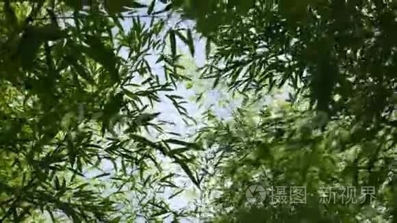 透过茂密的竹叶植物向上看，4K