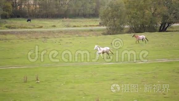 奔跑的马群视频