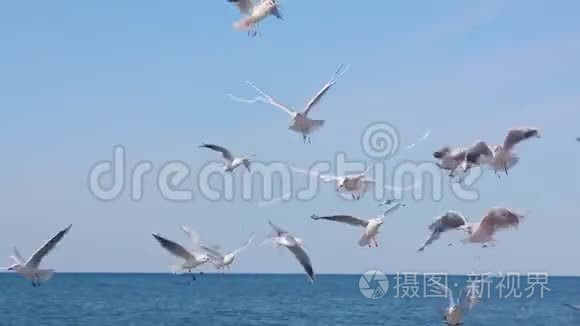 海鸥飞过水面觅食视频