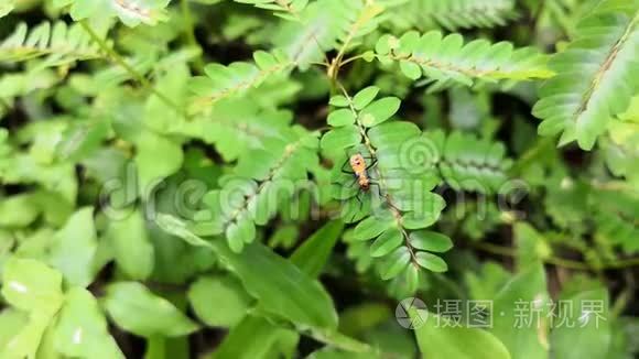 植物分支上的橙色昆虫视频