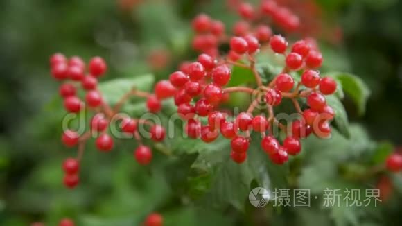 雨天花园里的红色树枝视频