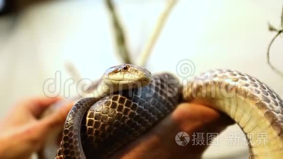 在水族馆处理宠物鼠蛇视频