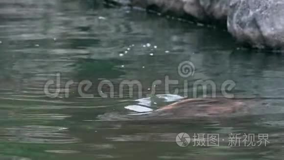 一只普通的河马从淡水湖伸出头来。 野生河马