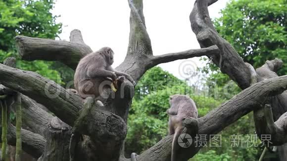 台湾山岩猕猴坐在树顶上，在动物园吃东西