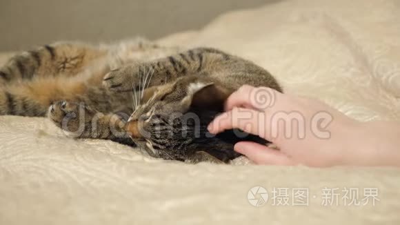 女人抚摸她可爱的睡猫