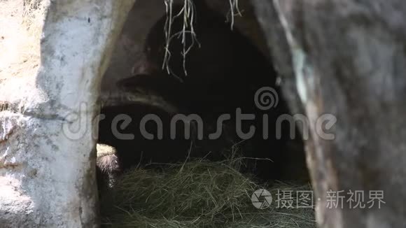 一只福莫萨黑熊，在洞穴里睡觉
