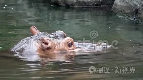 慢动作，近距离拍摄普通河马在湖中洗澡，自然野生动物
