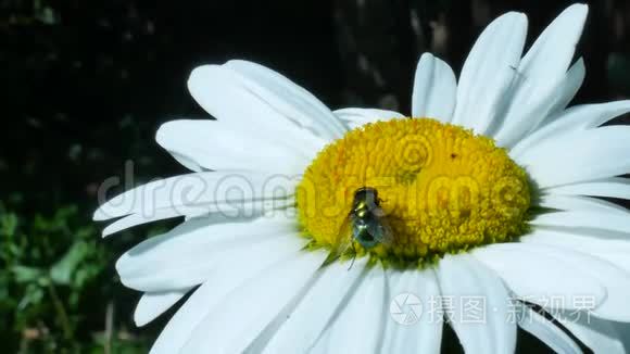 绿蝇或瓶蝇昆虫坐在洋甘菊上视频