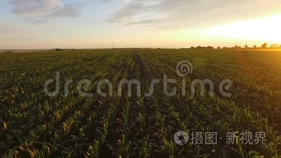 在巨大的夕阳下飞过绿色的玉米地。 4K