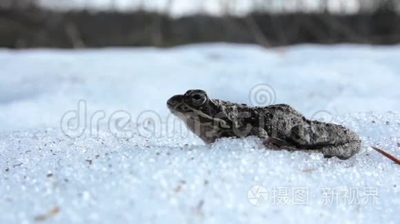 青蛙在雪地里呼吸视频