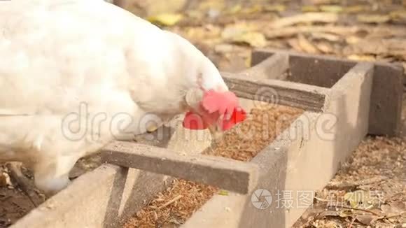 鸡的饲料。 吃谷物的鸡肉。 高清高清