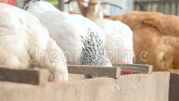 三只鸡在喂食器里吃谷物视频