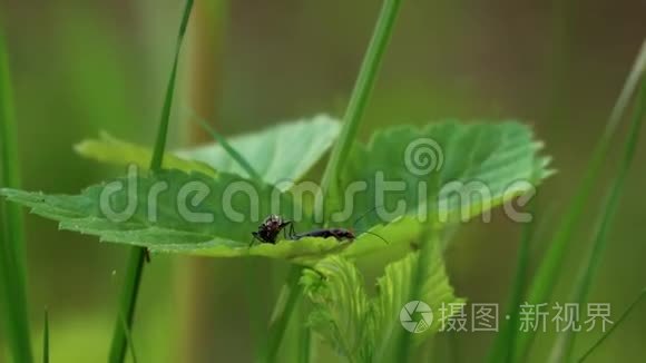 叶子上有闪电虫