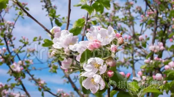 苹果树花朵的全景视频