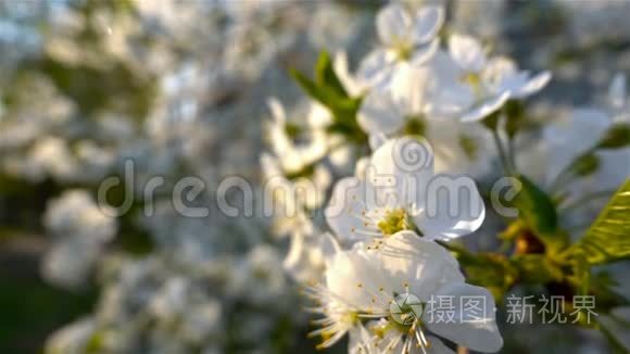 花樱桃开花。 白花樱花.. 树木开花。 自然。