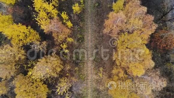 飞过穿过森林的铁路.. 秋天。 空中观景。 摄像机着陆了。 4K
